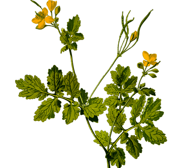 žolė, skirta vyrų sėklidžių skausmui malšinti